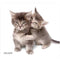 NATURE SMART ALLSOP MOUSEPAD - KITTENS